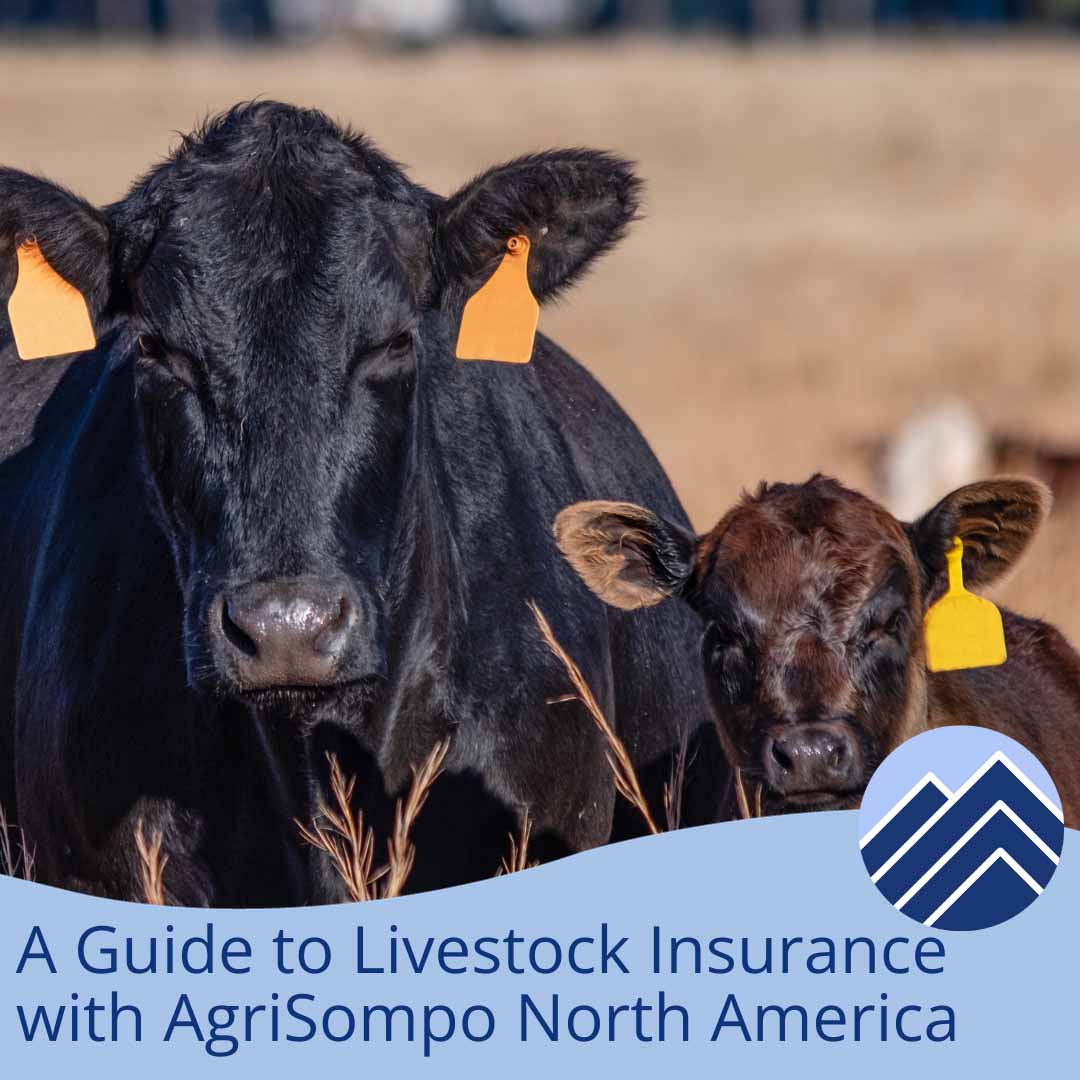 Blog_Header_-livestock_insurance