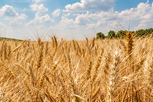 A vast field of golden, ripe wheat stalks under a bright blue sky with fluffy white clouds