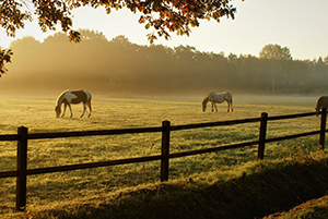 Three horses graze in a misty pasture during golden hour, viewed from behind a wooden fence under the glow of a rising sun
